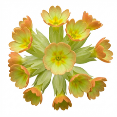 Set of 3 or 6 Primula Veris Lime with Orange Plants, Hardy Spring Flowering Perennial, 11cm Root-Ball