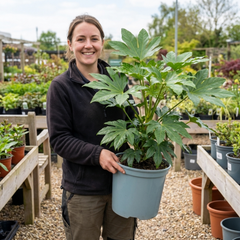 Fatsia Japonica Japanese Aralia Plant, Hardy Evergreen Shade Loving Shrub, 7.5 Litre Root-Ball