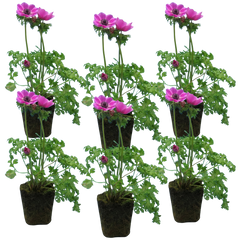 Anemone ‘Harmony Orchid’, Ready to Plant in Your Garden