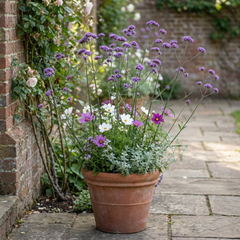 Verbena Bonariensis Hardy Perennial Plants, Tall Purple Cottage Garden Flowers, Outdoor Garden Ready, 1 Litre Root Ball