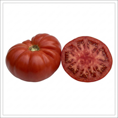 1 Supersteak Beefsteak Tomato Plant, Large High Yield Hardy Outdoor Garden Ready, 2 Litre Root Ball