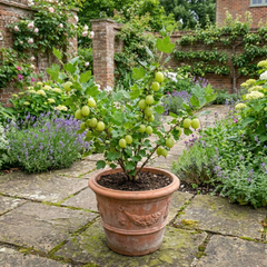 Gooseberry Invicta Bush, Hardy Self Fertile Fruit Plant, Easy Grow Disease Resistant, 2 Litre Root Ball