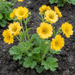 Set of 3 or 6 Geum Lady Stratheden Hardy Perennial Plants, Yellow Summer Flowering, Bee Friendly Cottage Garden Plants, Outdoor Garden Ready, 1 Litre Root-Ball