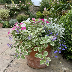 Plectranthus Coleoides / Swedish Ivy, Outdoor Garden Ready