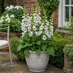 1 Large Plant - Digitalis Dalmatian White, Ready to Plant in Your Garden, 2L Pot