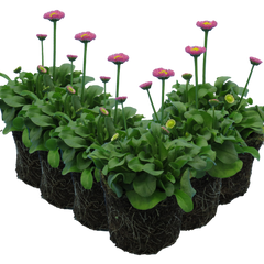 Bellis Rose | 3 or 6 1L Pots