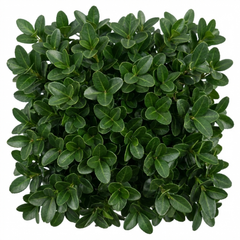 Euonymus Microphyllus Evergreen Hedge Plant, Hardy Low Maintenance Garden Shrub, 17cm Root-Ball