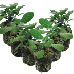 Set of 3 or 6 Large Herb Plants - Sage Grower’s Mix, Ready to Plant in Your Garden, 1L