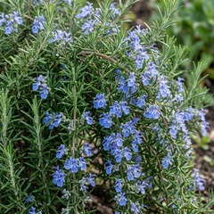 Set of 3 or 6 Rosemary Blue Rain Herb Plants (Salvia rosmarinus), Hardy Evergreen Culinary Herb, Outdoor Garden Ready, 1 Litre Root-Ball