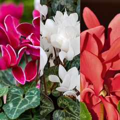 Large Cyclamen Flame Growers Selection | 3 or 6 1L Pots