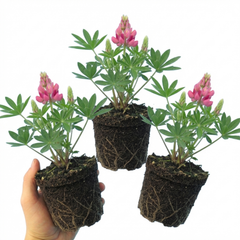 Lupin Legendary Rose Hardy Perennial Plants, Summer Flowering Cottage Garden Plants, Outdoor Garden Ready, 1 Litre Root-Ball