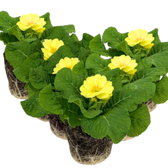 Primrose Cream | 3 or 6 1L Pots