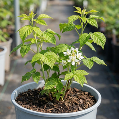 Raspberry Glem Ample Summer Fruiting Plant, Hardy Fruit Bush, Garden Ready, 17cm Root-Ball