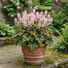 1 Tiarella Sugar and Spice Foam Flower, Hardy Shade Perennial Plant, 2 Litre Root-Ball