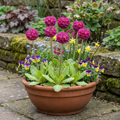 Primula Denticulata Deep Rose Hardy Perennial Plants, Spring Flowering, Outdoor Garden Ready, 1 Litre Root-Ball