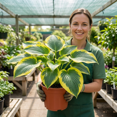 Large Hosta Atlantis Hardy Perennial Plant, Outdoor Garden Ready, 17cm Root-Ball, For Shade