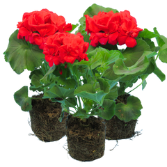 Geranium Toscana Mylena | 3 or 6 1L Pots