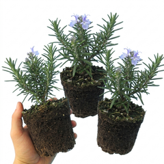 Set of 3 or 6 Rosemary ‘Blue Winter’ Herb Plants (Salvia rosmarinus), Hardy Evergreen Culinary Shrub, Outdoor Garden Ready, 1 Litre Root-Ball