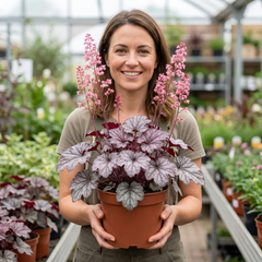 1 Heuchera Pink Fizz Coral Bells Plant, Hardy Evergreen Perennial, 17cm Root Ball