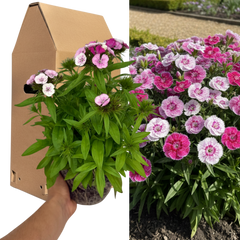 1 Spring–Summer Dianthus Flowering Plants – Dart Pink Magician (Garden Pink). Outdoor Garden Ready Plants for Pots, Borders & Containers. Hardy, Compact & Easy to Grow. Supplied as a Large 2L Pot