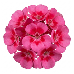 1 Geranium Calliope Rose Splash Plant, Premium Summer Bedding, Garden Ready, 5 Litre Root Ball