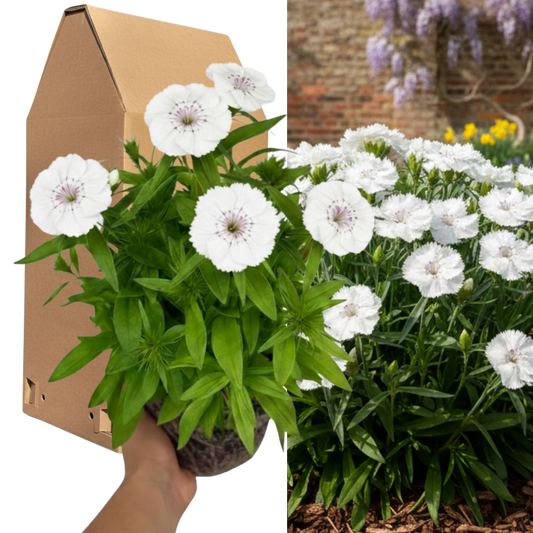 1 Spring–Summer Dianthus Flowering Plants – Dart White (Garden Pink). Outdoor Garden Ready Plants for Pots, Borders & Containers. Hardy, Compact & Easy to Grow. Supplied Fresh as a Large 2L Pot