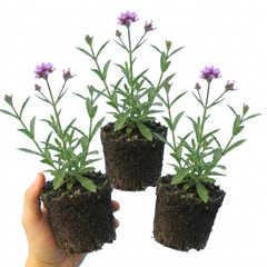 Verbena Bonariensis Hardy Perennial Plants, Tall Purple Cottage Garden Flowers, Outdoor Garden Ready, 1 Litre Root Ball
