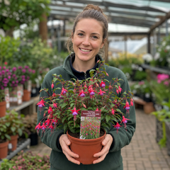 1 Large Plant - Upright Fuchsia Fuchsita Red & Lavender, Outdoor Garden Ready