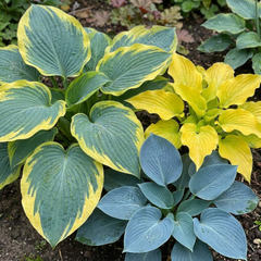 Hosta Growers' Mix Plants, Outdoor Garden Ready Hardy Shade Perennials, 1 Litre Root Ball