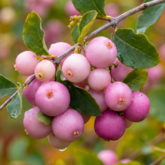 Symphoricarpos Magical Sweet | 3L Pot