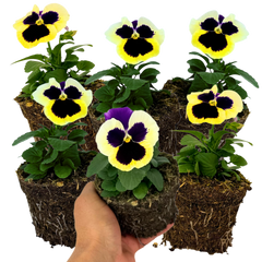Upright Pansy Delta Pro Violet and White | 3 or 6 1L Pots