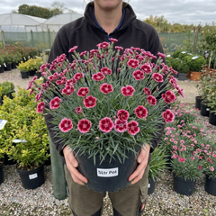 1 Dianthus Cherry Daiquiri Plant, Fragrant Hardy Summer Bedding Perennial, Outdoor Garden Ready, 5L Root Ball