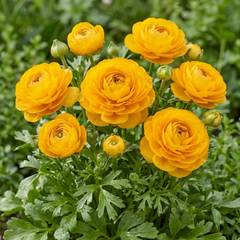 Rannunculus Vortex Golden Yellow