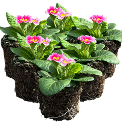 Primrose Appleblossom | 3 or 6 1L Pots