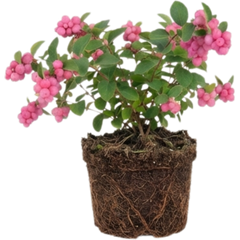 Symphoricarpos Magical Candy, Outdoor Garden Ready, 3L Pot