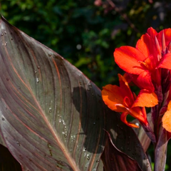 1 Canna Tropicanna Black Plant, Dark Leaf Canna Lily, Hardy Tropical Perennial, 3L Root Ball