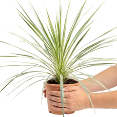Cordyline Lime Passion, Ready to Plant in Your Garden, Peat Free