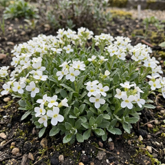 Arabis Aubris White, Ready to Plant in Your Garden, 1L