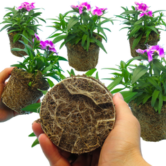 Dianthus Lilac | 3 or 6 Plants