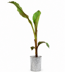 Banana Tree 3L (100–120 cm Tall) in Nursery Pot