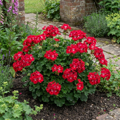 1 Geranium Calliope M Red Splash, Hardy Outdoor Summer Flowering Patio Plant, 5 Litre Root-Ball