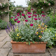 Set of 3 or 6 Lychnis atrosanguinea Hardy Perennial Plants, Summer Flowering, Bee-Friendly Cottage Garden Plant, 1L Root Ball