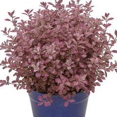 Pittosporum Bannow Bay | 3L Pot