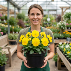Pansy Delta Pro Clear Yellow Plants, Frost Hardy Winter & Spring Flowering, 3Ltr Root-Ball