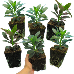 Euphorbia Robbiae | 3 or 6 1L Pots