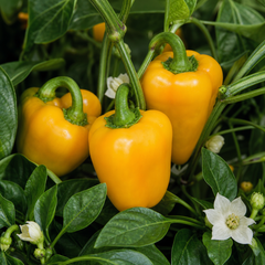 1 Sweet Pepper Live Plant, Snack Yellow Variety, Grow Your Own Peppers, Patio Garden Ready, 2 Litre Root Ball