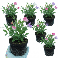 Sweet Pea Cupid Mix, 10.5 cm Rootballs