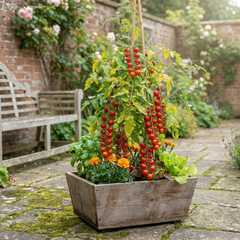 Set of 3 or 6 Large Plants - Tomato Gardeners Delight Variety, Ready to Plant in Your Garden
