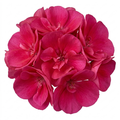 1 Geranium Calliope Deep Rose, Premium Large Flowering Summer Bedding Plant, 5L Root-Ball