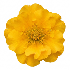 Set of 3 or 6 Geum Lady Stratheden Hardy Perennial Plants, Yellow Summer Flowering, Bee Friendly Cottage Garden Plants, Outdoor Garden Ready, 1 Litre Root-Ball